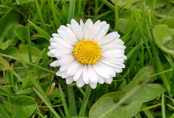 Fototapeta premium Flower field of daisies.