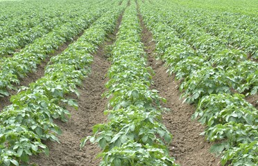 Fototapeta na wymiar Seedlings of young potatoes on the farm.