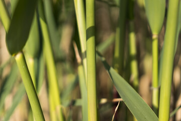 Obraz premium Reed close-up view