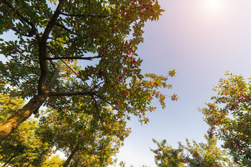 Ripening cherries on orchard tree