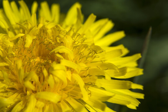 Yellow dandelion flower, closeup