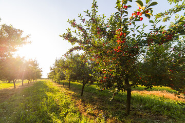 Fototapeta na wymiar Ripening cherries on orchard tree