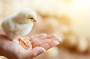 Close up baby chick