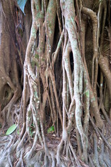 big roots in the forest, Thailand