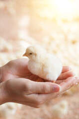 Baby chick in hand