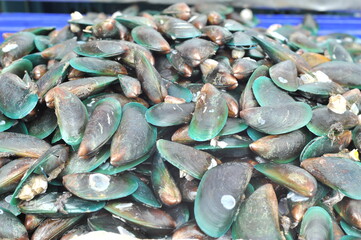 Mussels