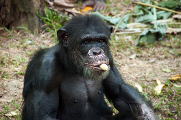 Chimpanzee eating banana