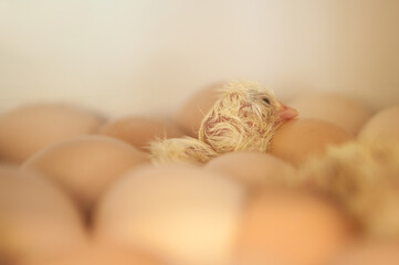 Newborn baby chick