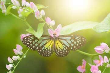 Butterfly Yellow Glassy Tiger