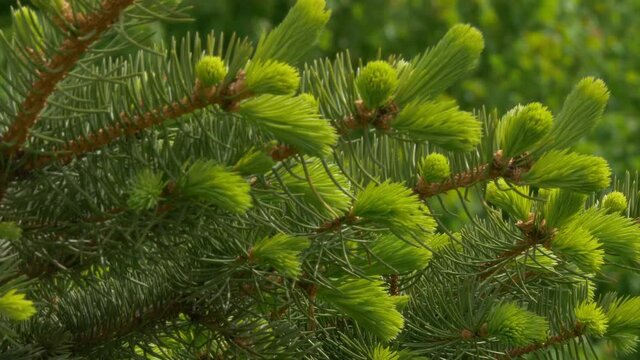 Young Pine Tree Branch In Park
