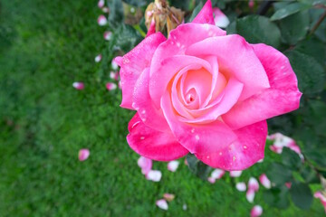 one beautiful single pink rose in the light