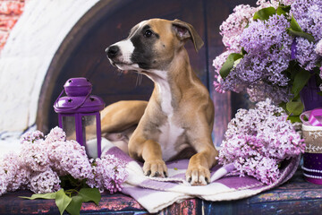 Portrait of Whippet puppy