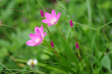 Obraz premium Close up of Zephyranthes Lily or Rain Lily