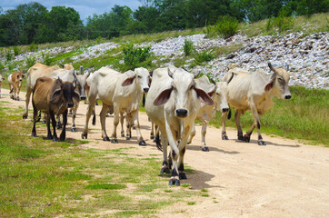 Zebu or long-horned humped bull in Thailand