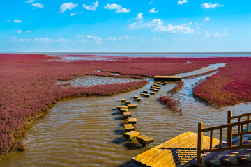 The Red Beach, located in the Liaohe Delta some 30km south west of Panjin City, Liaoning, China. The beach is a marshy area of huge importance to bird life.