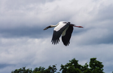 Asian openbill stork  in central Thailand