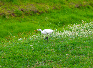 White egret in Thailand
