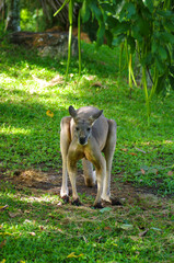 Kangaroo