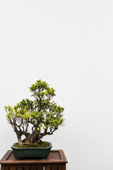 Bonsai Tree on White Background with Copy Space