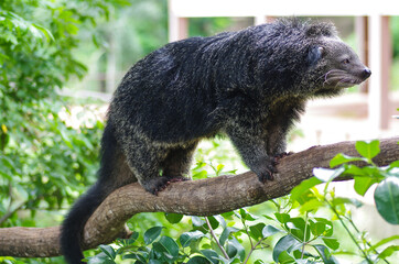 Binturong or Bearcat on tree branch