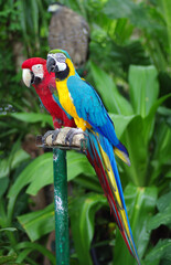 Colorful macaws in the forest