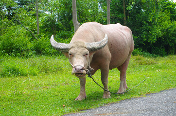 Fototapeta premium Albino buffalo in Thailand