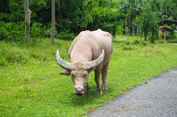 Albino buffalo in Thailand
