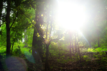 Obraz premium wonders in nature