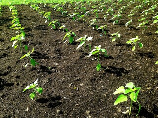 Agriculture plants and seedling.