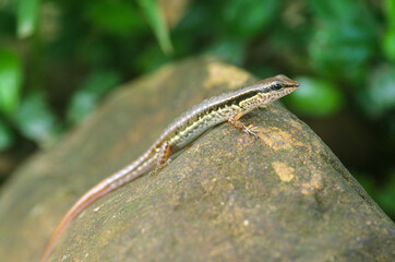 The lizard on the stone in Thailand