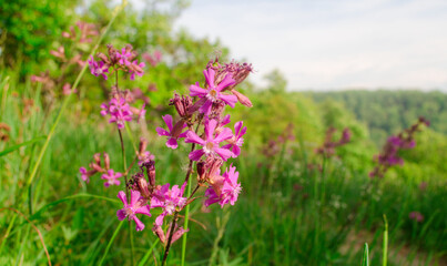 the wonders of nature