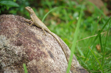 The lizard on the stone in Thailand