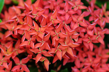 Ixora