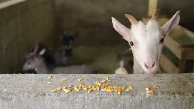 Goats eat corn in the barn