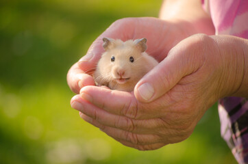 hamster in my arms
