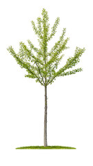 Ginkgobaum vor weißem Hintergrund