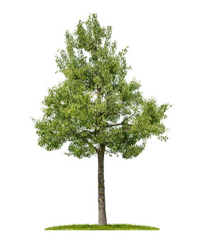 Birnbaum vor weißem Hintergrund