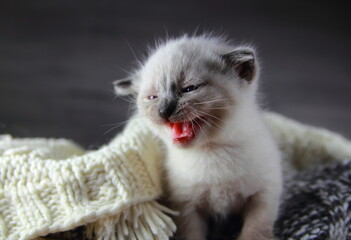 маленький серый котенок на джемпере мяукает