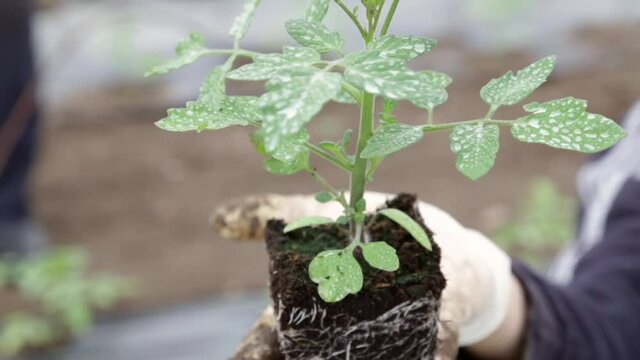 Tomato plant root in rootball held in hand