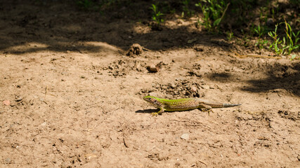 a lizard in nature