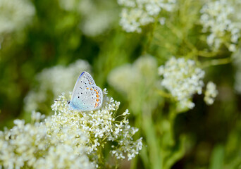Beautiful small Blue butterfly, Polyommatus icarus, on a wild meadow. Summer season background
