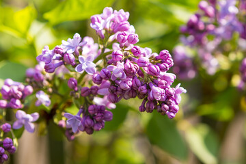 lilac flower in the garden