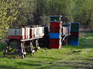 Bee hives built on stands and grassy area in nature full of wild and forest flowers