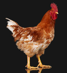 Brown rooster on black background, live chicken, one closeup farm animal
