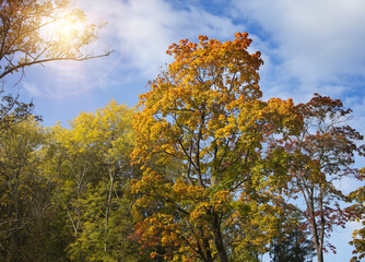 Fototapeta premium Autumn tree with bright foliage on a blue sky background