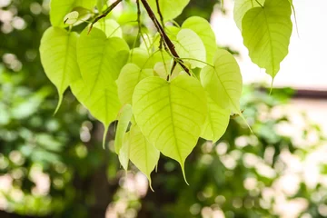 Photo sur Plexiglas Arbres Green Bodhi leaves or Pho leaves in branch of tree 