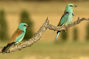 European Roller. Coracias garrulus