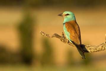 European Roller. Coracias garrulus