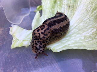Großer ausgewachsener Tigerschnegel (Limax maximus)