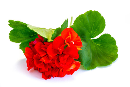 Rote Geranie, Pelargonie isoliert freigestellt auf wei&szlig;en Hintergrund, Freisteller
